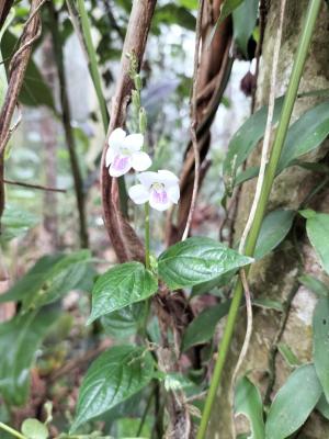 小花寬葉馬偕花