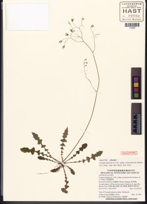 Youngia japonica (L.) DC. subsp. monticola Koh Nakam. & C.I Peng_標本_BRCM 5541