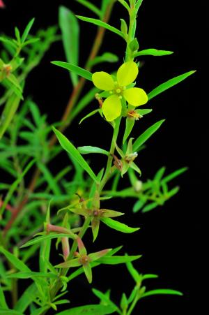 Ludwigia linifolia_BRCM 3419