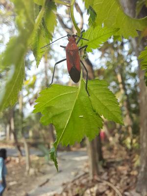 大紅姬緣蝽