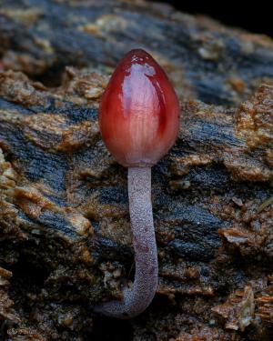 紅汁小菇