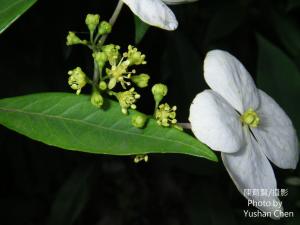 華八仙(華南分布)