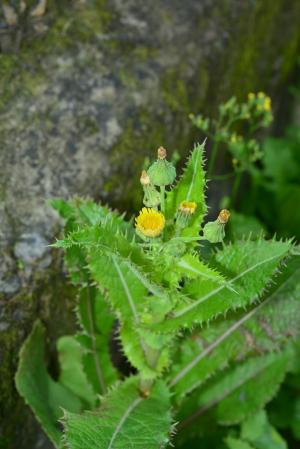 鬼苦苣菜