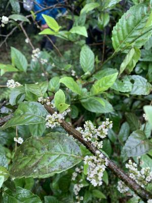 臺灣山桂花