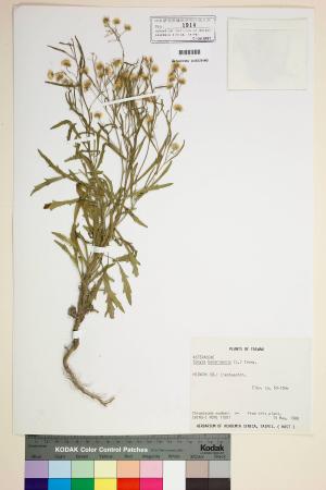 Conyza bonariensis (L.) Cronq._標本_BRCM 7085