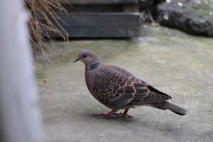 金背鳩(台灣亞種)