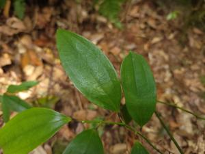 台灣菝葜 (台灣土茯苓)