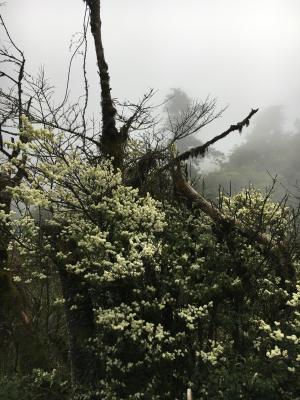 阿里山灰木