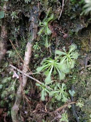 小毛氈苔