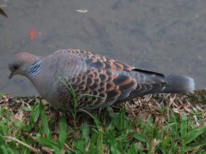 金背鳩(台灣亞種)