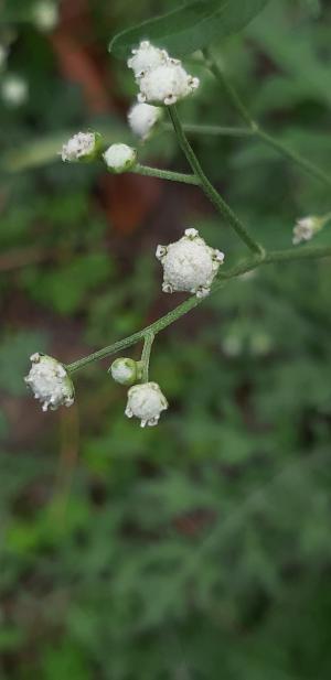 銀膠菊