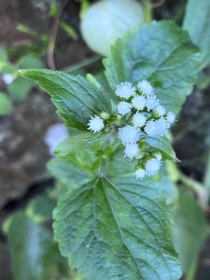 勝紅薊 (藿香薊)