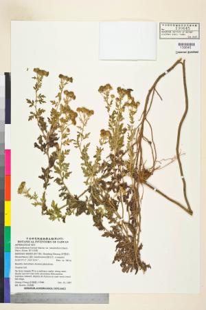 Chrysanthemum boreale Makino var. tomentellum (Hand.-Mazz.) Kitam._標本_BRCM 7513