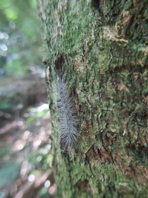 閃光苔蛾