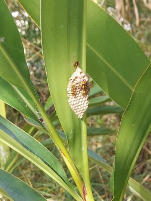 帶鈴腹胡蜂