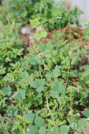 大翼豆 (長序菜豆)