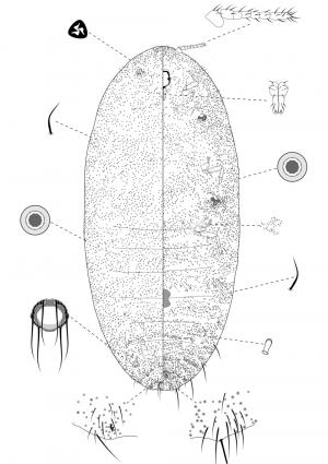 Saccharicoccus sacchari (Cockerell, 1895)