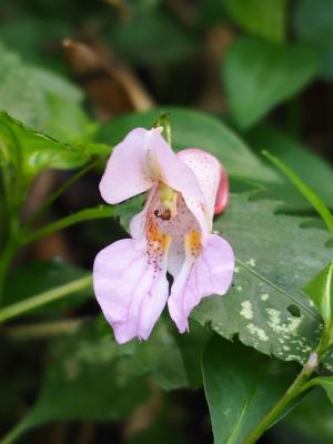 紫花鳳仙花