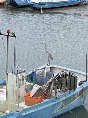 蒼鷺(普通亞種)