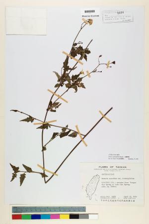 Senecio crataegifolius Hayata_標本_BRCM 5380