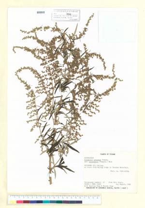 Artemisia princeps Pamp. var. orientalis (Pamp.) Hara_標本_BRCM 7159
