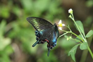 20090925_347284_Papilio bianor kotoensis_a.jpg