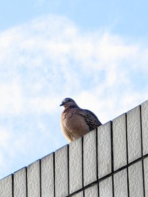 珠頸斑鳩