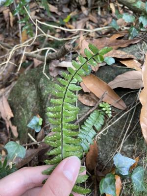 生芽鐵角蕨(承名變種)