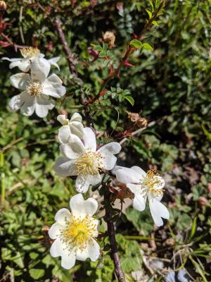 高山薔薇