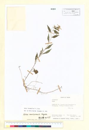 Aster morrisonensis Hayata_標本_BRCM 5281