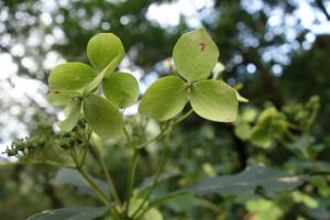 華八仙(華南分布)