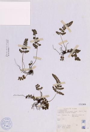 Lindsaea orbiculata (Lam.) Mett. ex Kuhn var. commixta (Tagawa) Kramer_標本_BRCM 4702