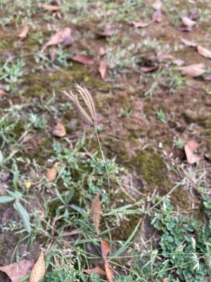 虎尾草、刺虎尾草、孟仁草