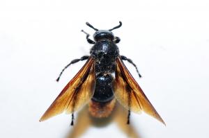 Scoliidae sp.