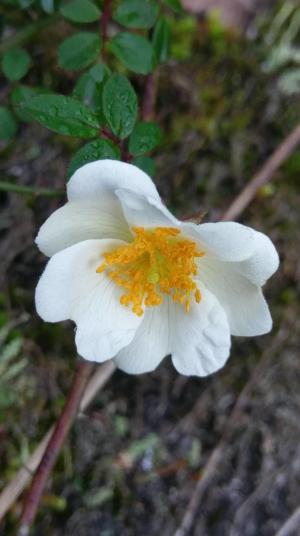 高山薔薇