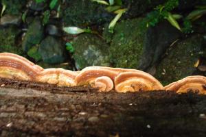 Fomitopsis rhodophaea(紅褐擬層孔菌)