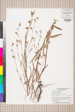 Ludwigia maritima R.M. Harper_標本_BRCM 3531