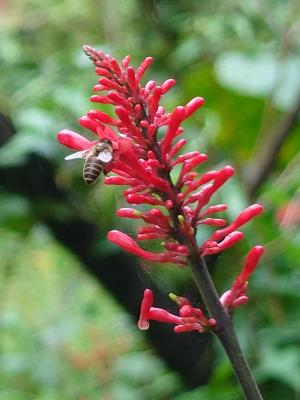 紅樓花