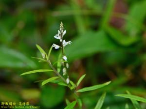 圓錐花遠志