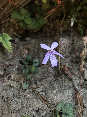 台灣菫菜