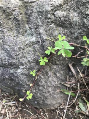 黃花酢醬草