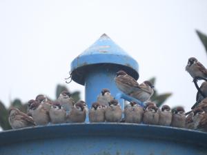 麻雀（普通亞種）