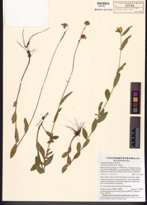 Ludwigia maritima R.M. Harper_標本_BRCM 7743