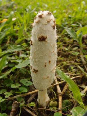 Coprinus comatus(毛頭鬼傘)