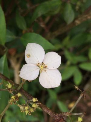 華八仙(華南分布)