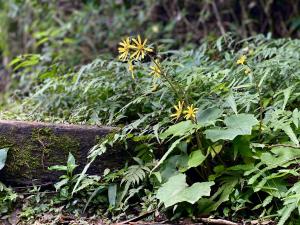 臺灣山菊