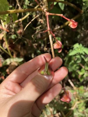 水鴨腳秋海棠