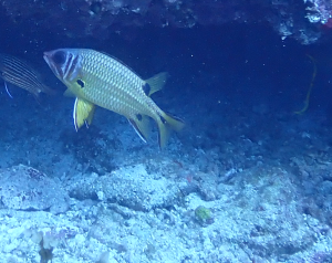 黑點棘鱗魚