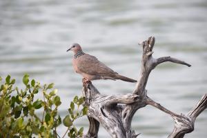 珠頸斑鳩