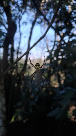 中形金蛛 (類高居金蛛)